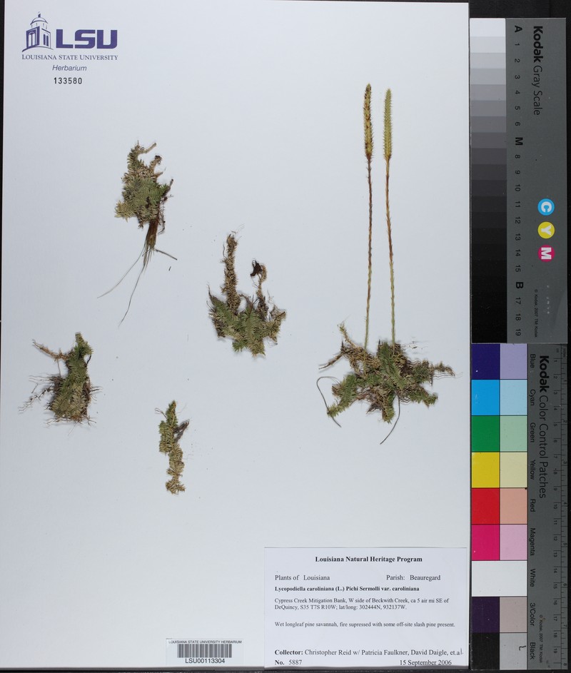 Lycopodiella caroliniana var. caroliniana photo 2
