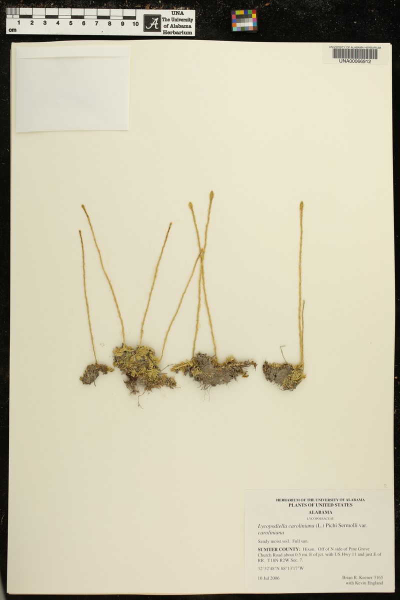 Lycopodiella caroliniana var. caroliniana