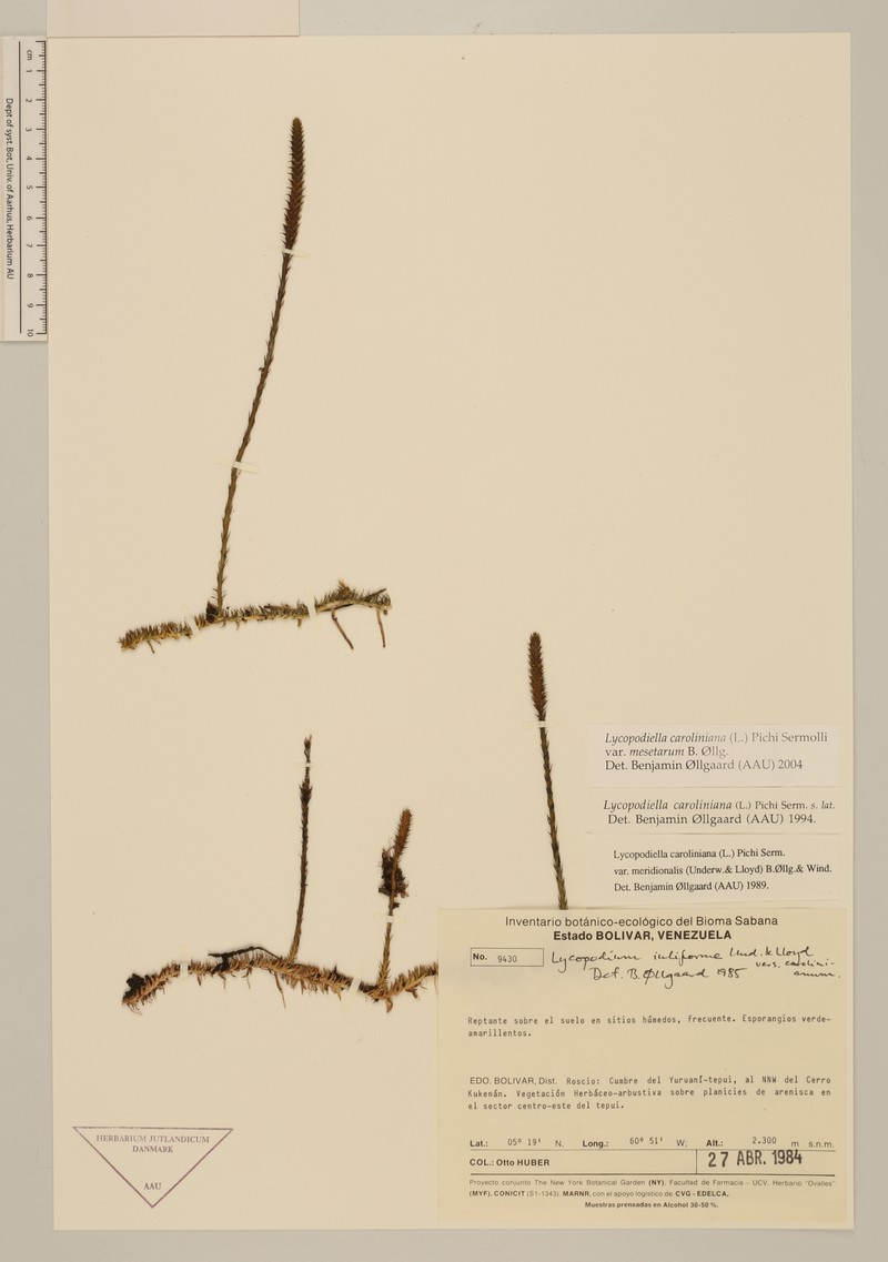 Lycopodiella caroliniana var. mesetarum