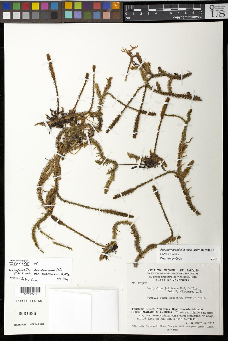 Lycopodiella caroliniana var. mesetarum photo 2