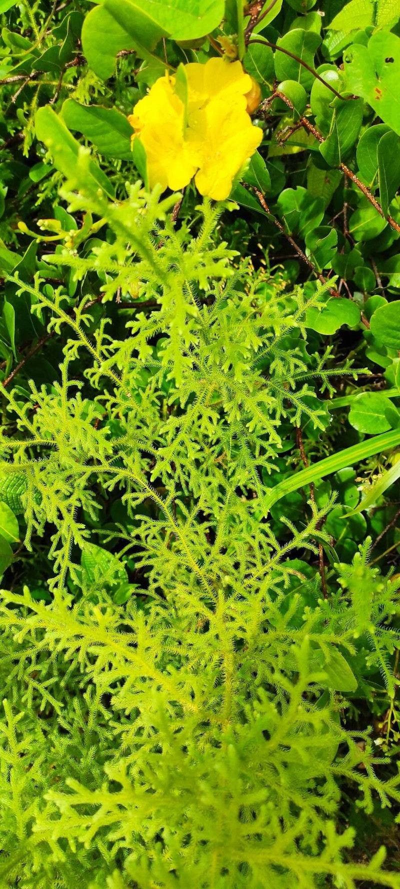 Staghorn Clubmoss