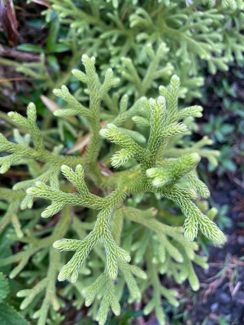 Staghorn Clubmoss photo 2