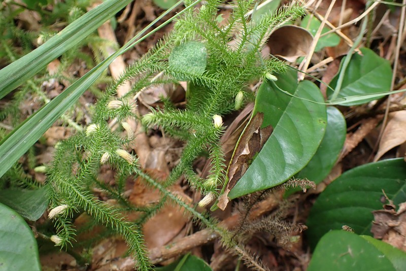 Staghorn Clubmoss photo 3