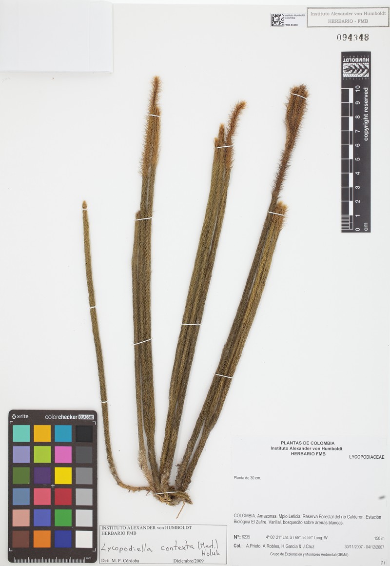 Lycopodiella contexta