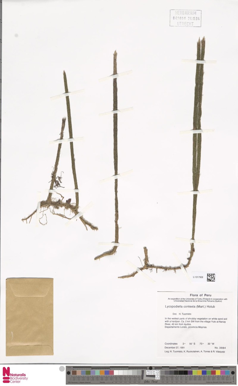 Lycopodiella contexta photo 3