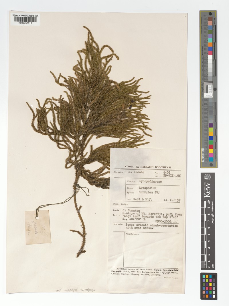 Lycopodiella curvata