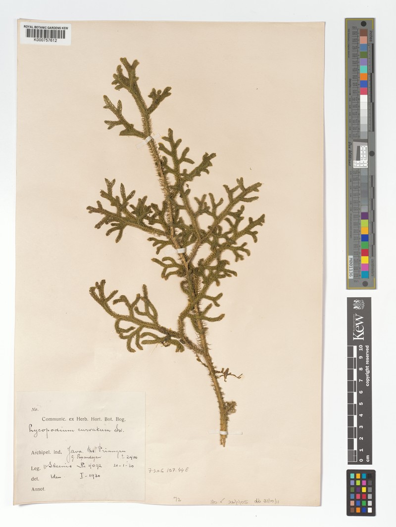 Lycopodiella curvata photo 2