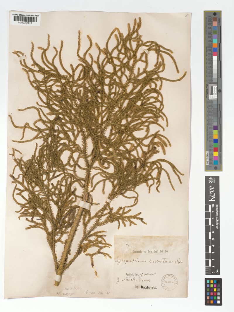 Lycopodiella curvata photo 3