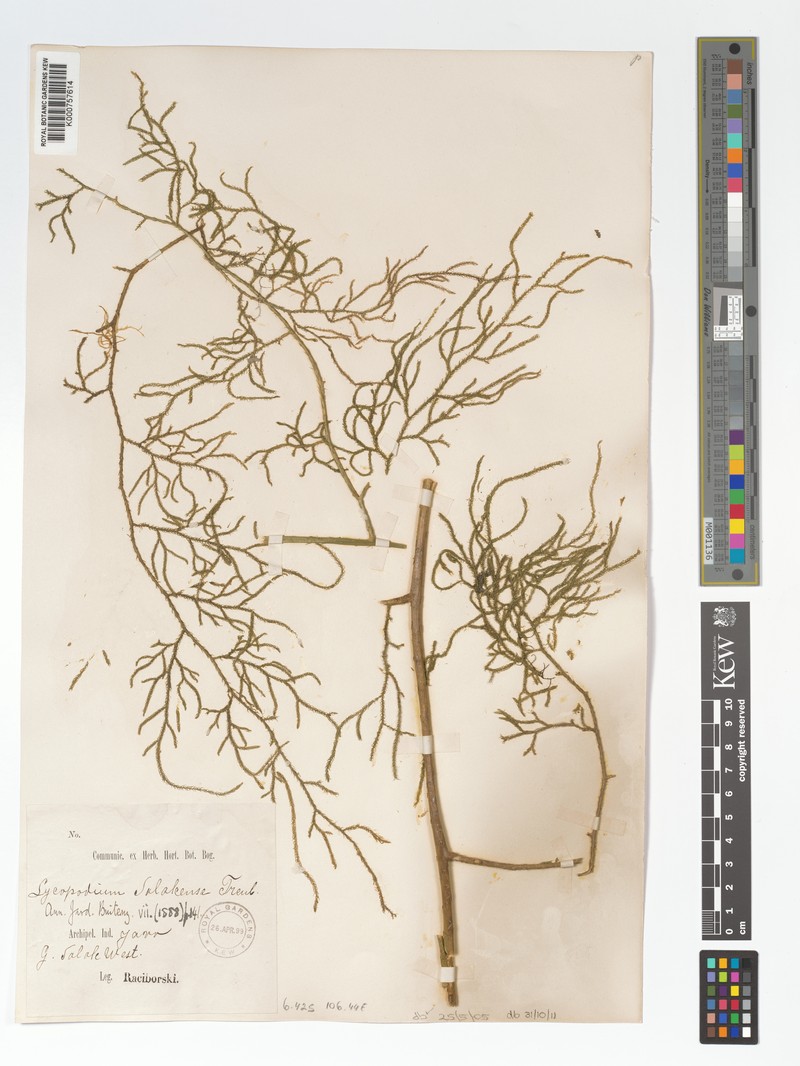 Lycopodiella curvata photo 4
