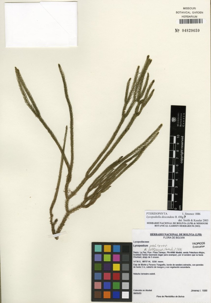 Lycopodiella descendens