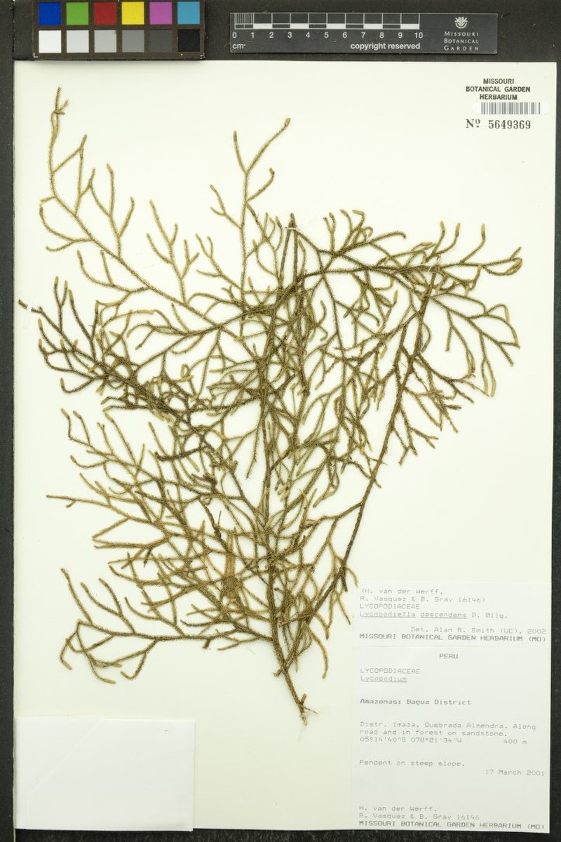 Lycopodiella descendens photo 2