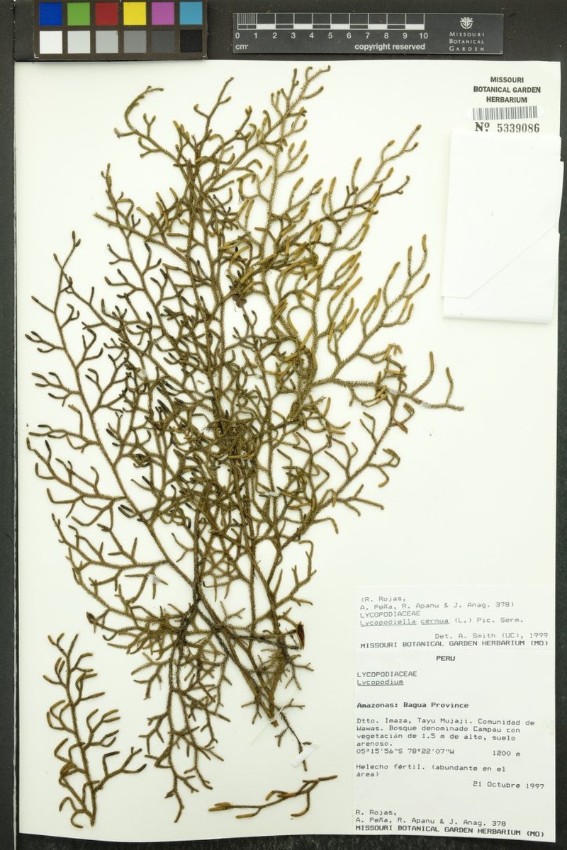 Lycopodiella descendens photo 3