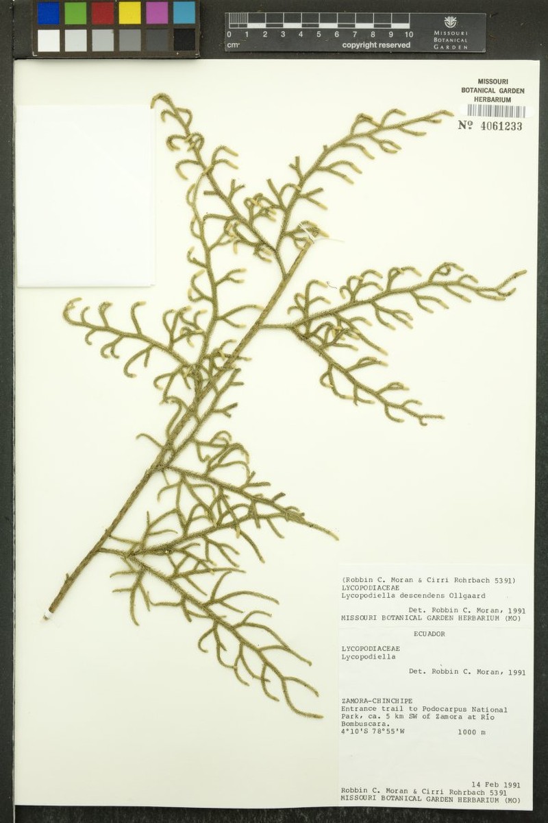 Lycopodiella descendens photo 4