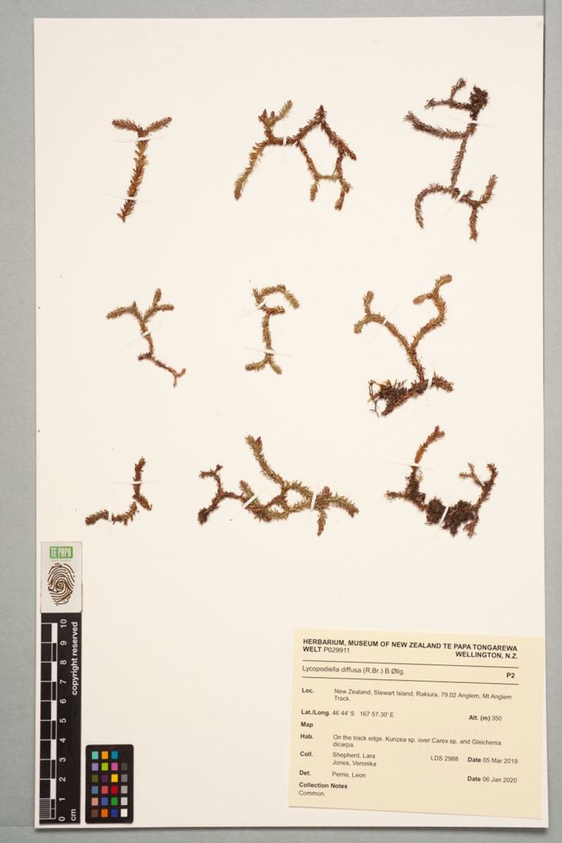 Lycopodiella diffusa photo 2