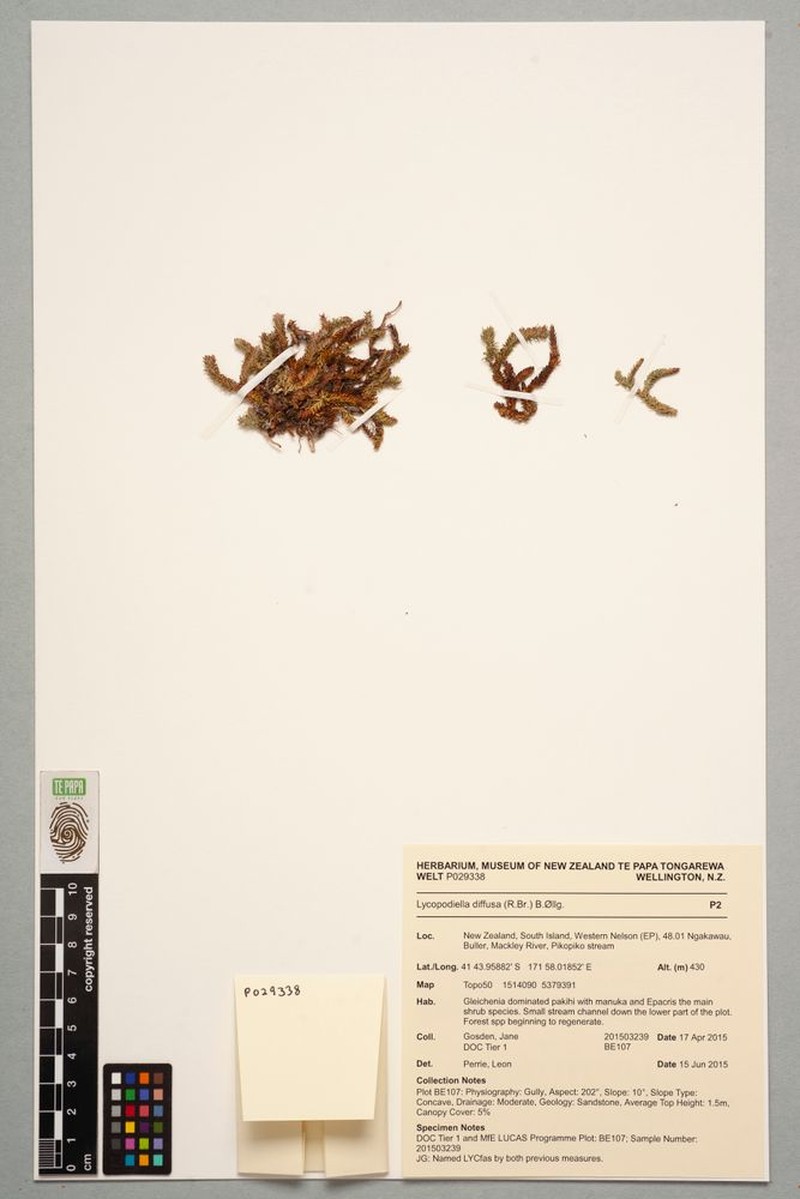 Lycopodiella diffusa photo 3