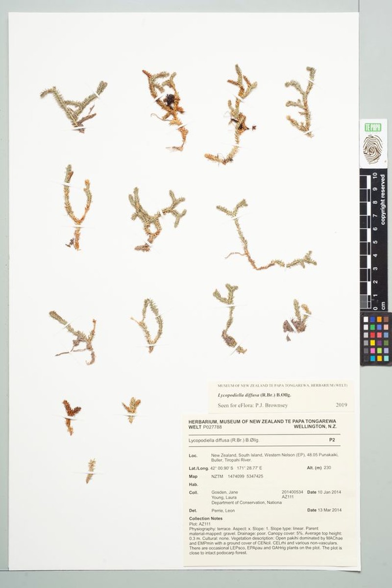 Lycopodiella diffusa photo 4