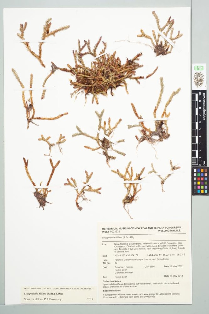 Lycopodiella diffusa photo 5