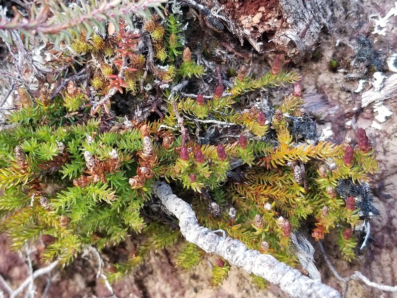 Lycopodiella diffusa