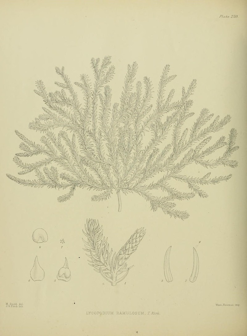 Lycopodiella diffusa photo 6