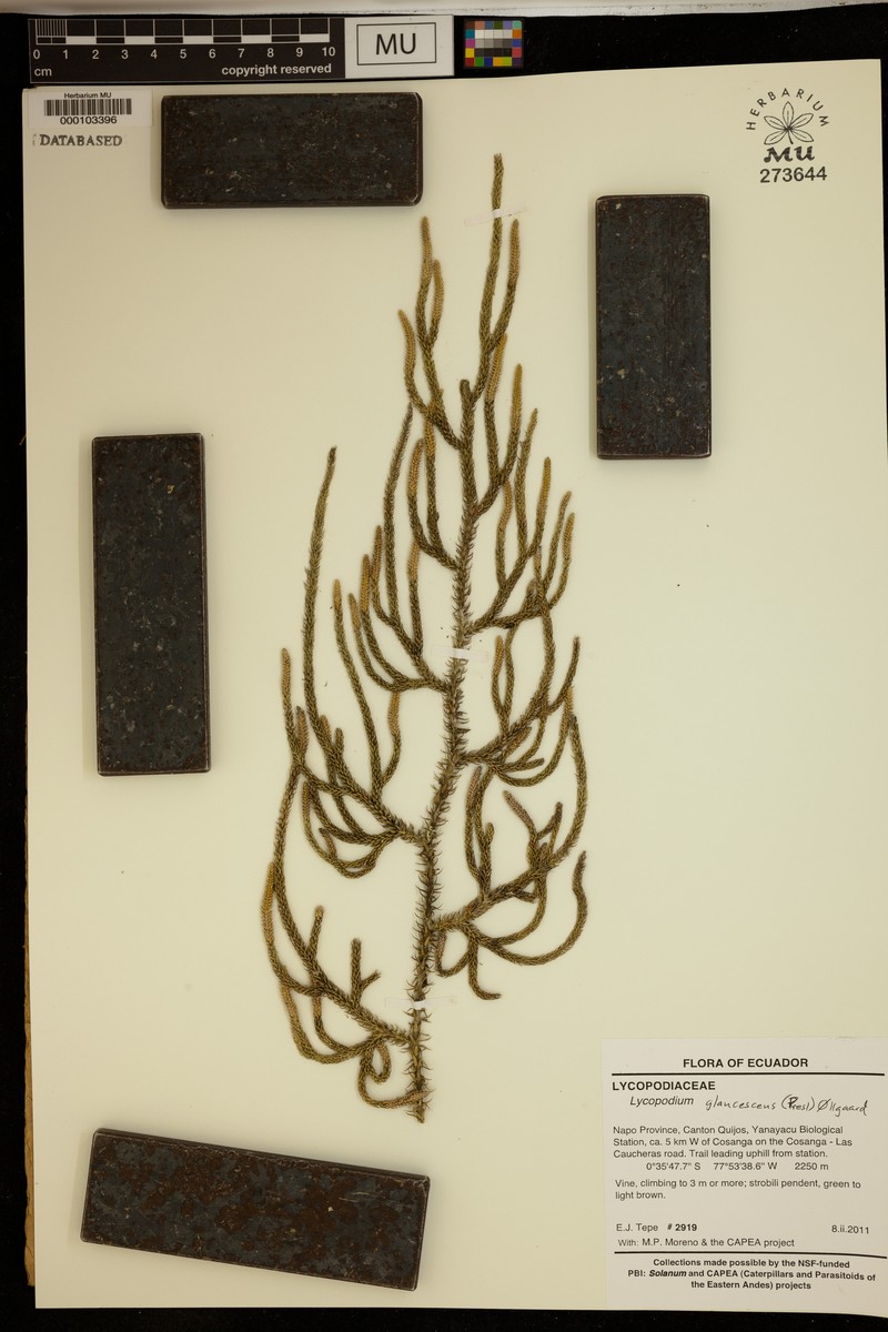 Lycopodiella glaucescens