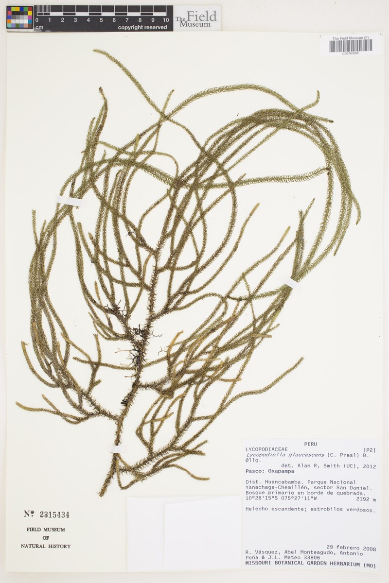 Lycopodiella glaucescens photo 2