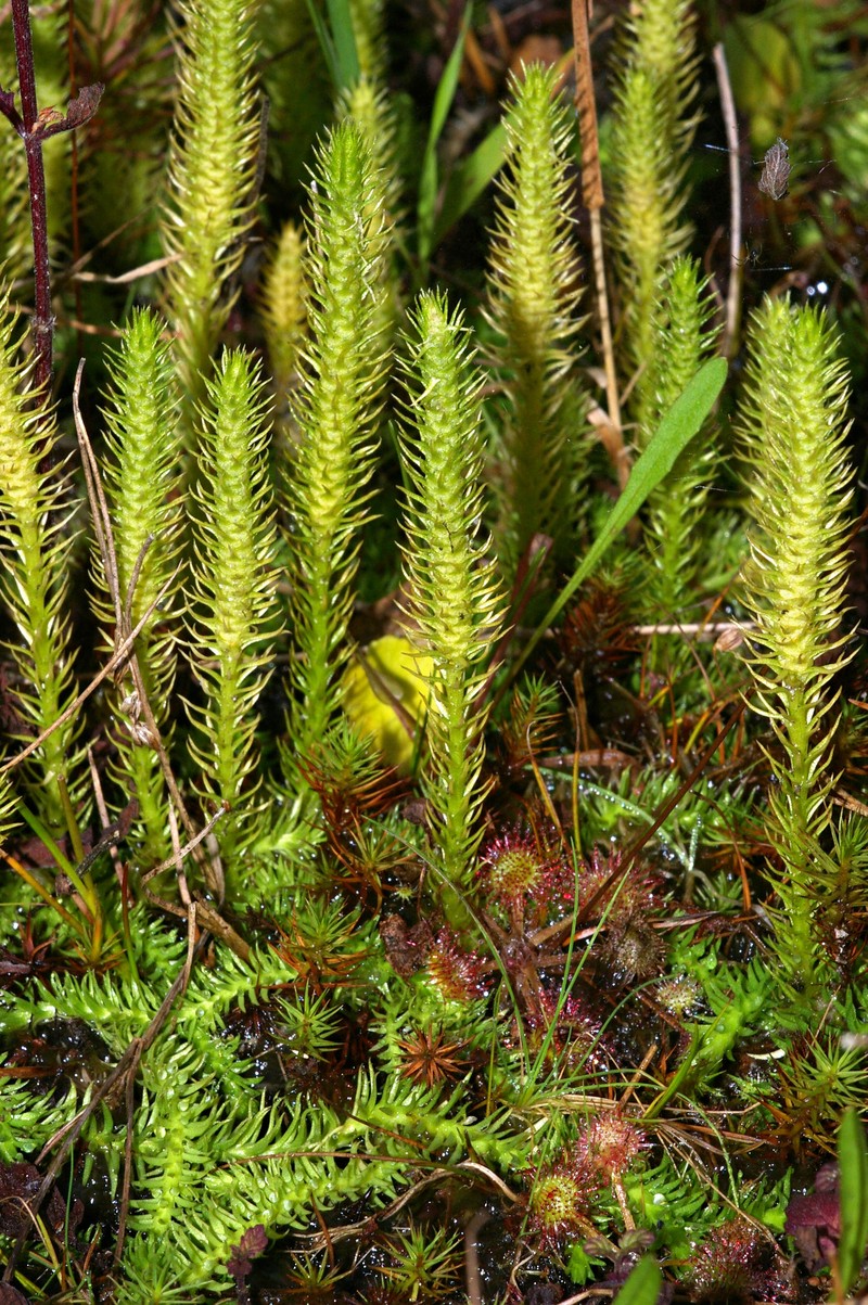 Inundated Clubmoss photo 2