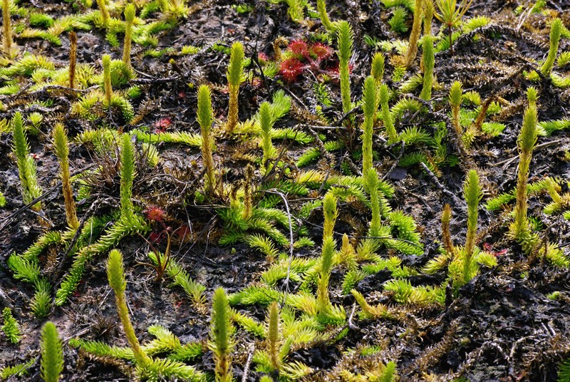 Inundated Clubmoss