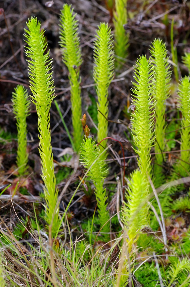 Inundated Clubmoss photo 3