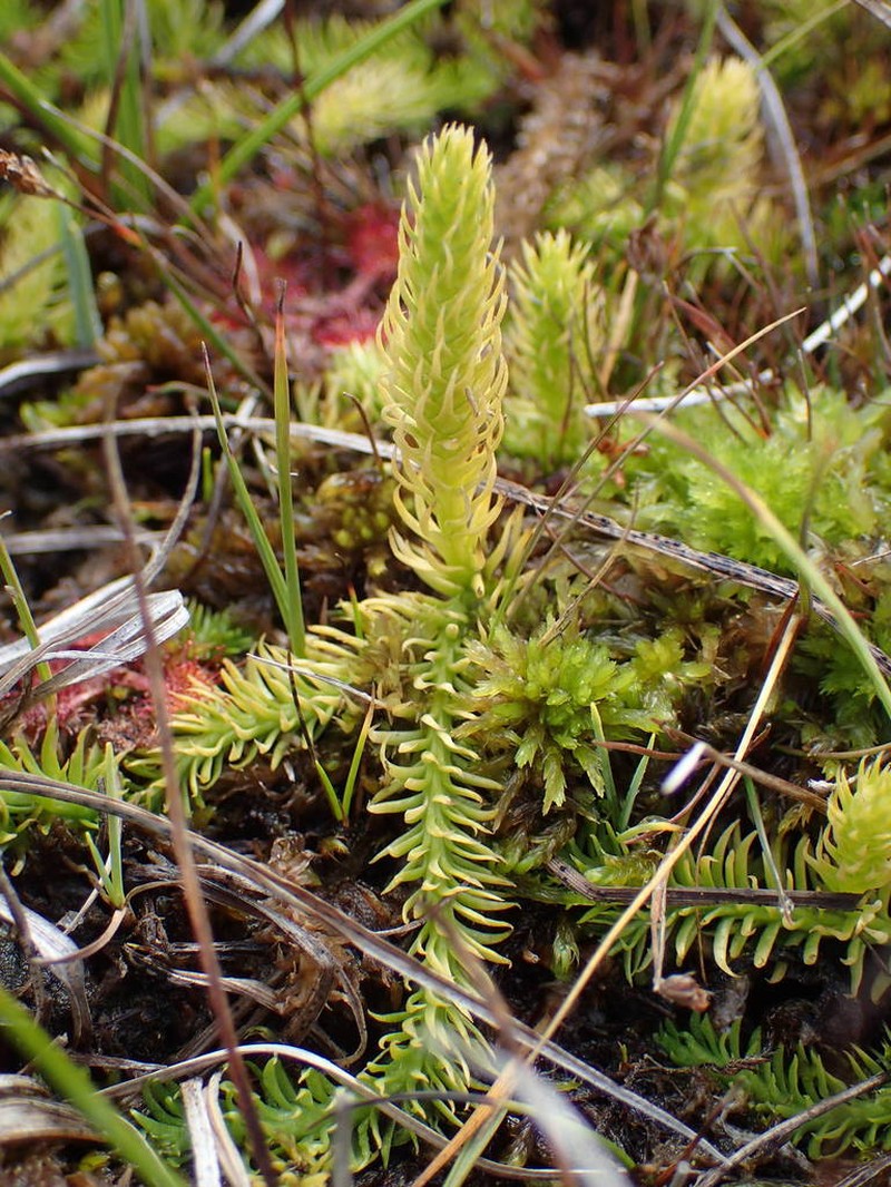 Inundated Clubmoss photo 3