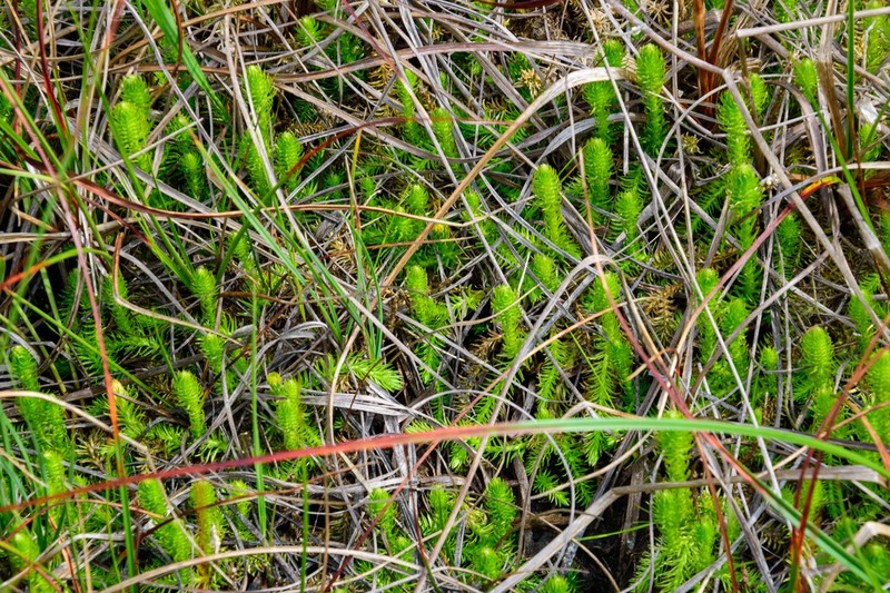 Inundated Clubmoss photo 4