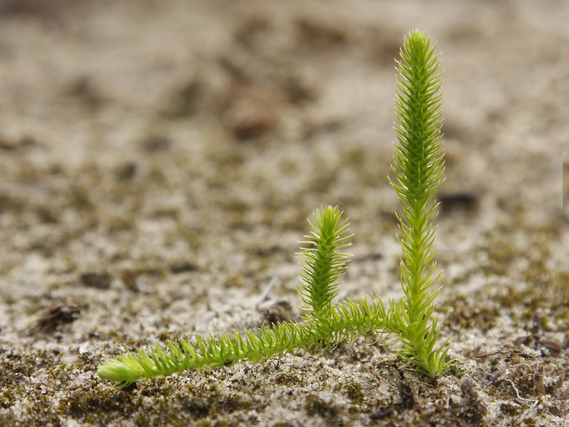 Inundated Clubmoss photo 5