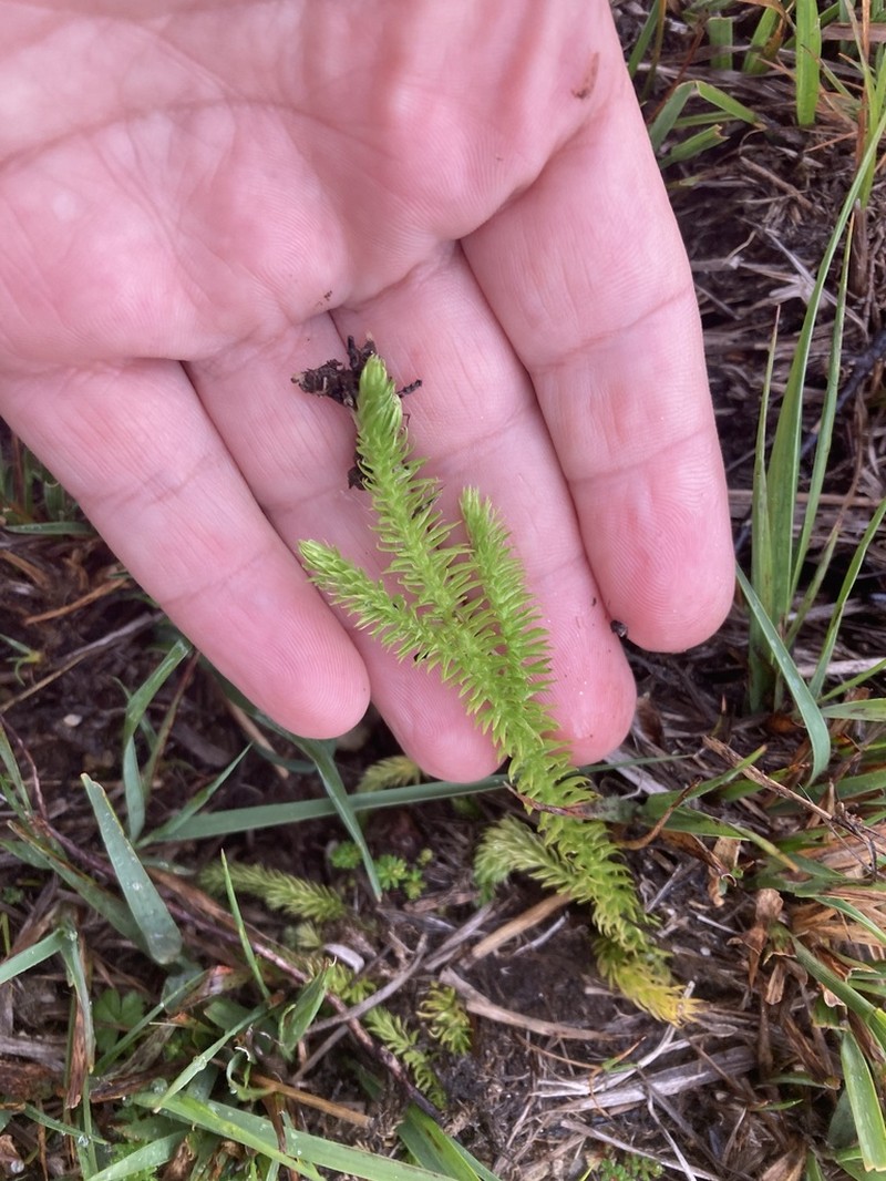 Inundated Clubmoss photo 6