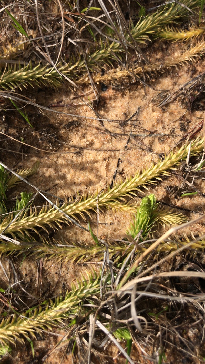 Inundated Clubmoss photo 7