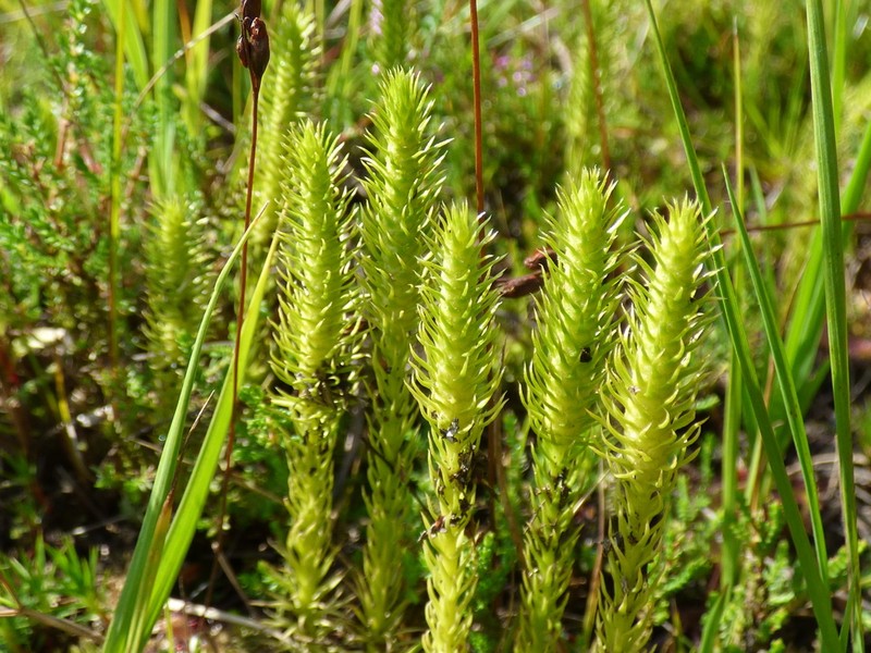 Inundated Clubmoss photo 8