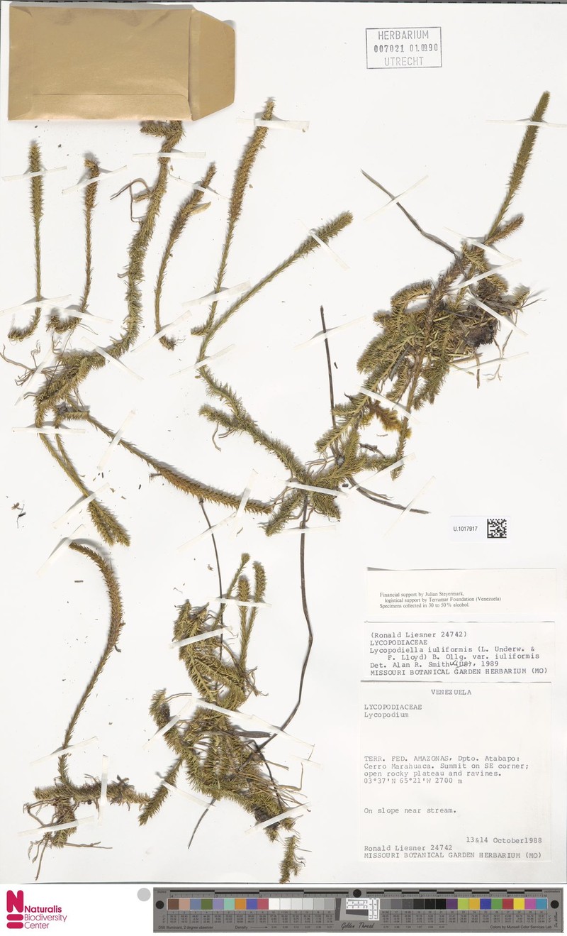 Lycopodiella iuliformis