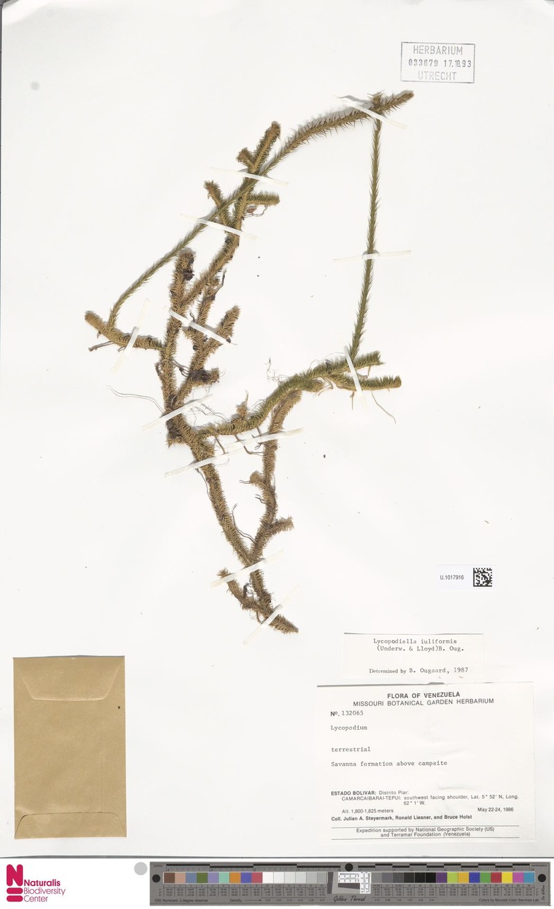 Lycopodiella iuliformis photo 2
