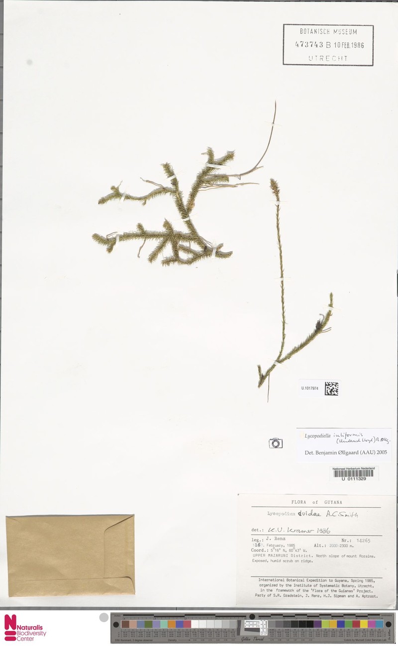 Lycopodiella iuliformis photo 3