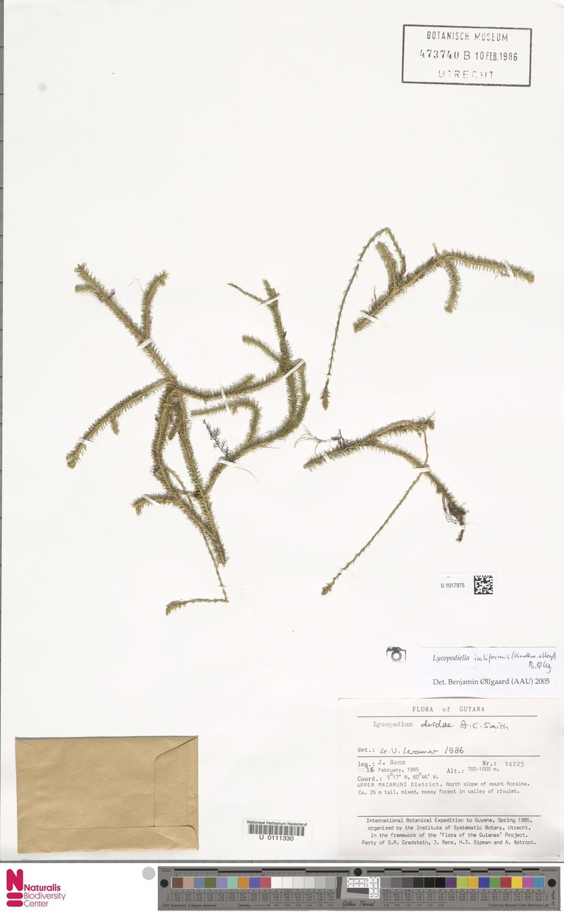 Lycopodiella iuliformis photo 4
