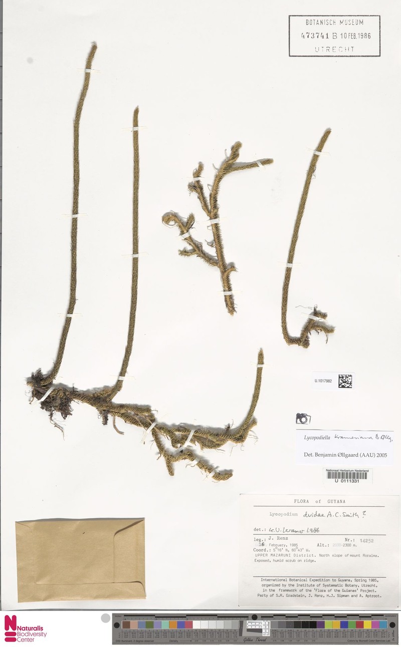 Lycopodiella krameriana
