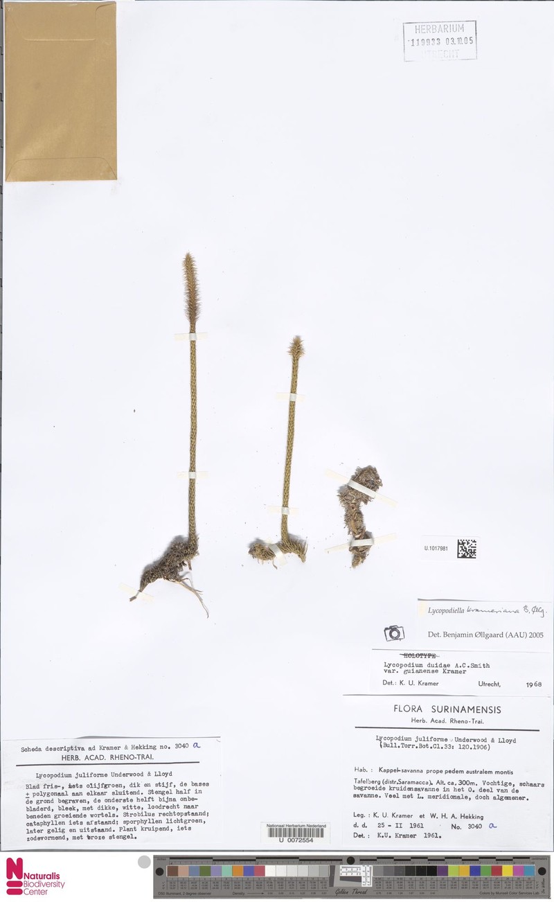 Lycopodiella krameriana photo 2