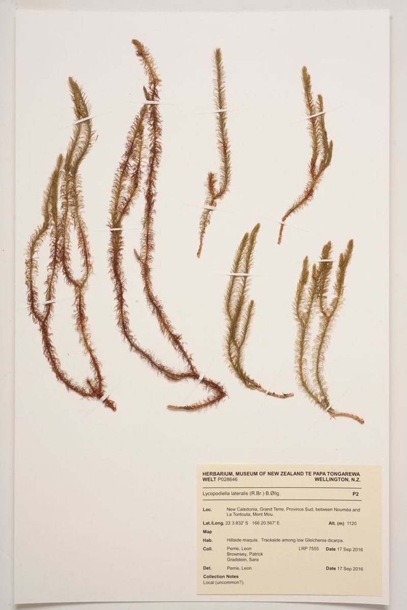 Lycopodiella lateralis photo 2