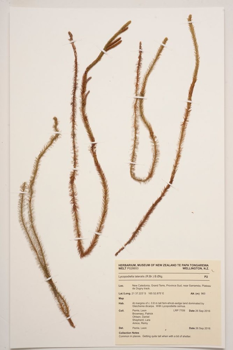 Lycopodiella lateralis photo 3