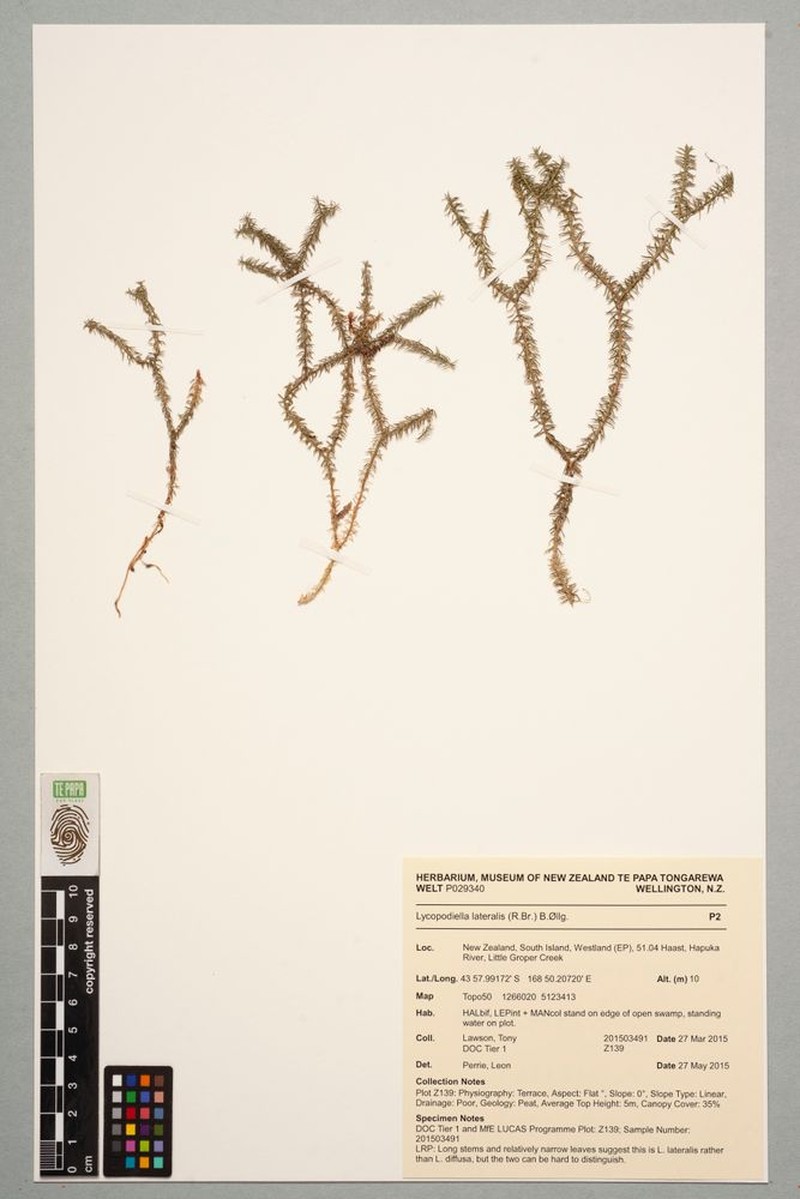 Lycopodiella lateralis photo 4