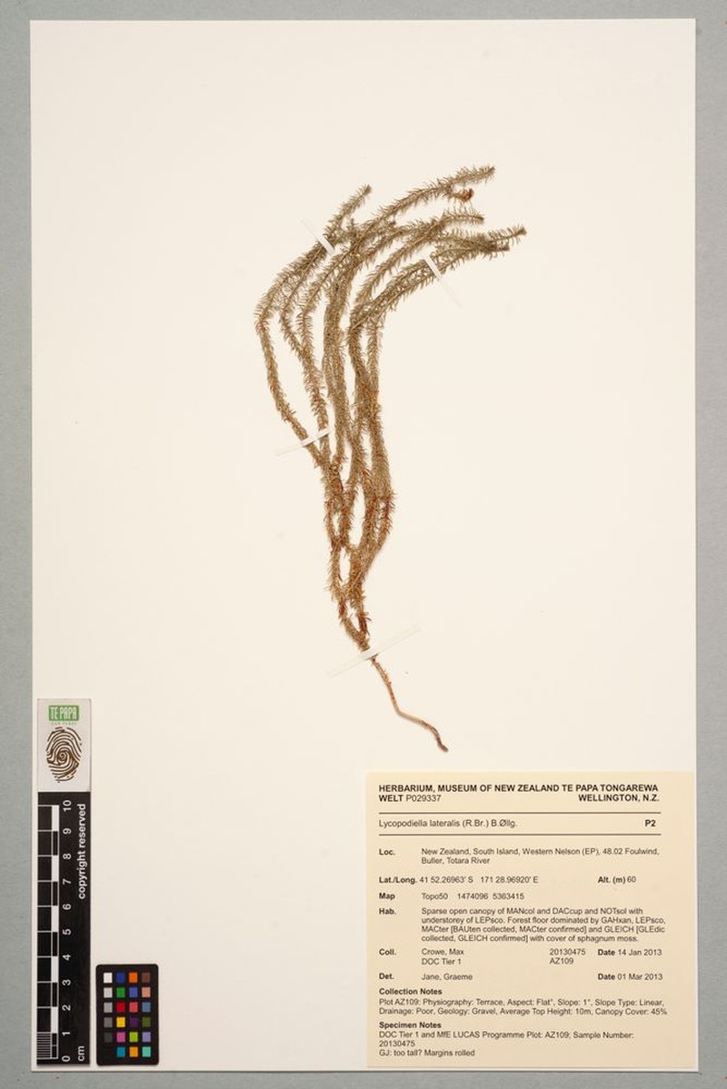 Lycopodiella lateralis photo 5