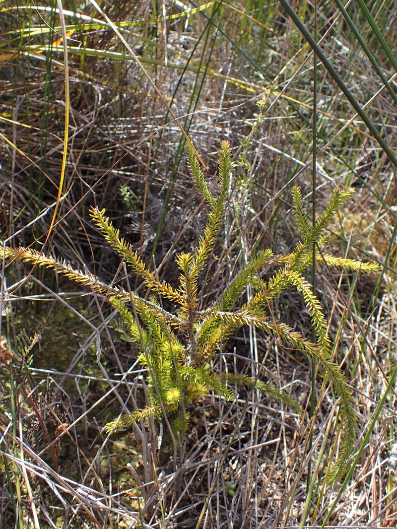 Lycopodiella lateralis