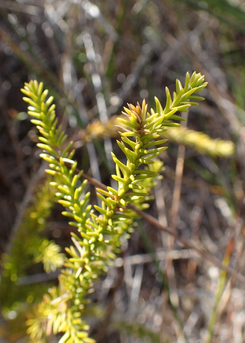 Lycopodiella lateralis photo 6