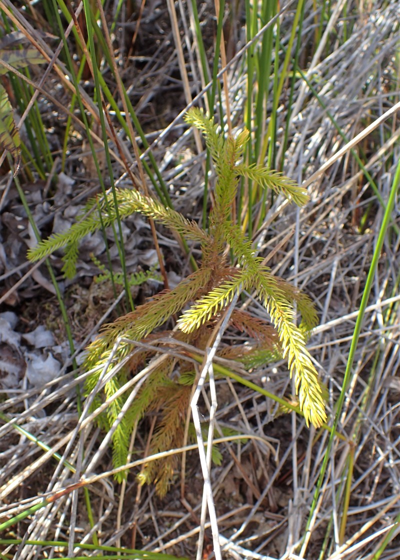 Lycopodiella lateralis photo 7