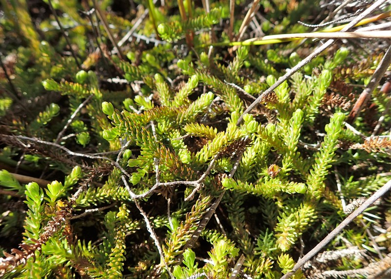 Lycopodiella lateralis photo 8