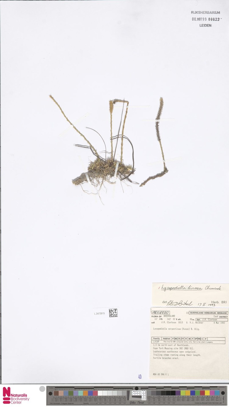 Lycopodiella limosa