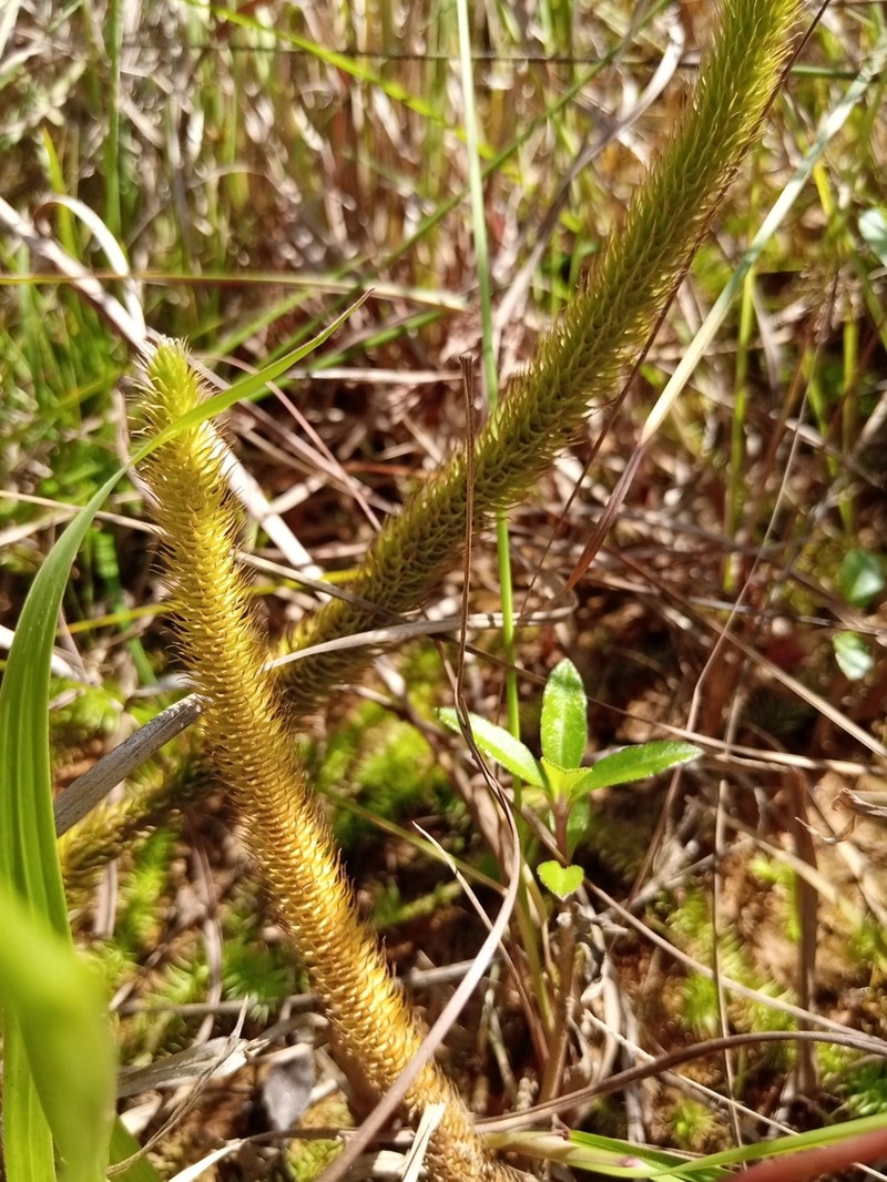 Lycopodiella longipes
